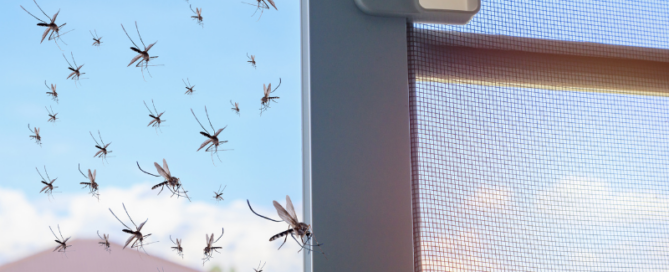 mosquitos flying