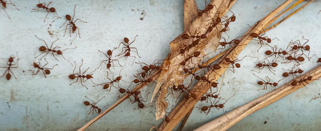 fireants