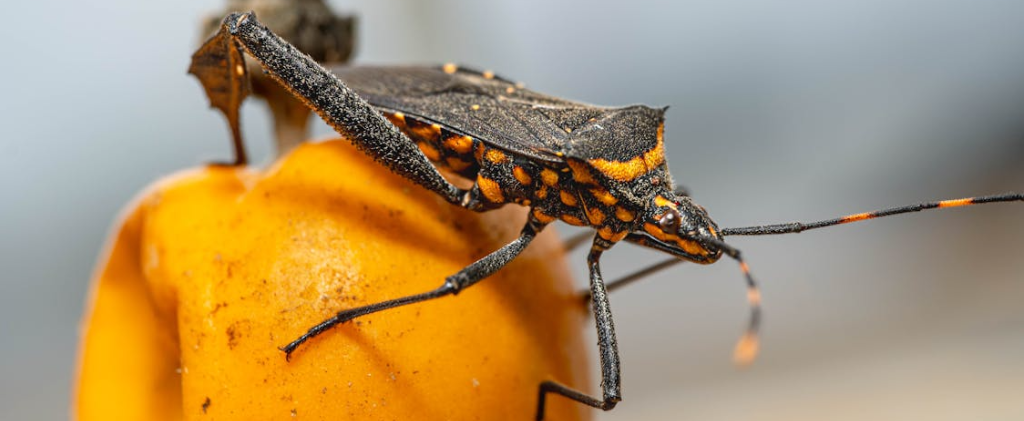kissing bug