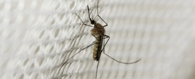 mosquito