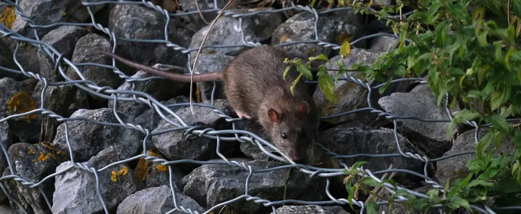 mouse in yard