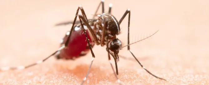 mosquito biting