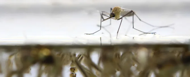 mosquito