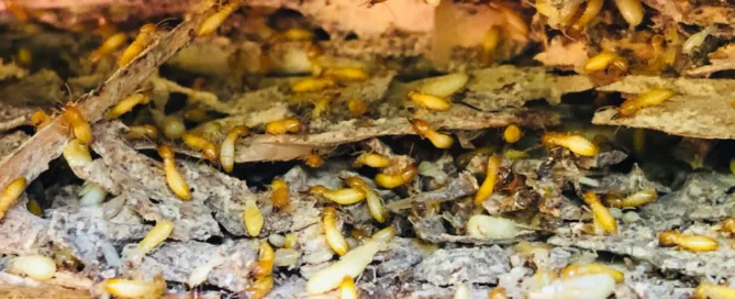 signs of termite