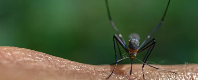 mosquito problem